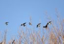 Yeniçağa Kuş Cenneti: 264 kuş türüne ev sahipliği yapıyor